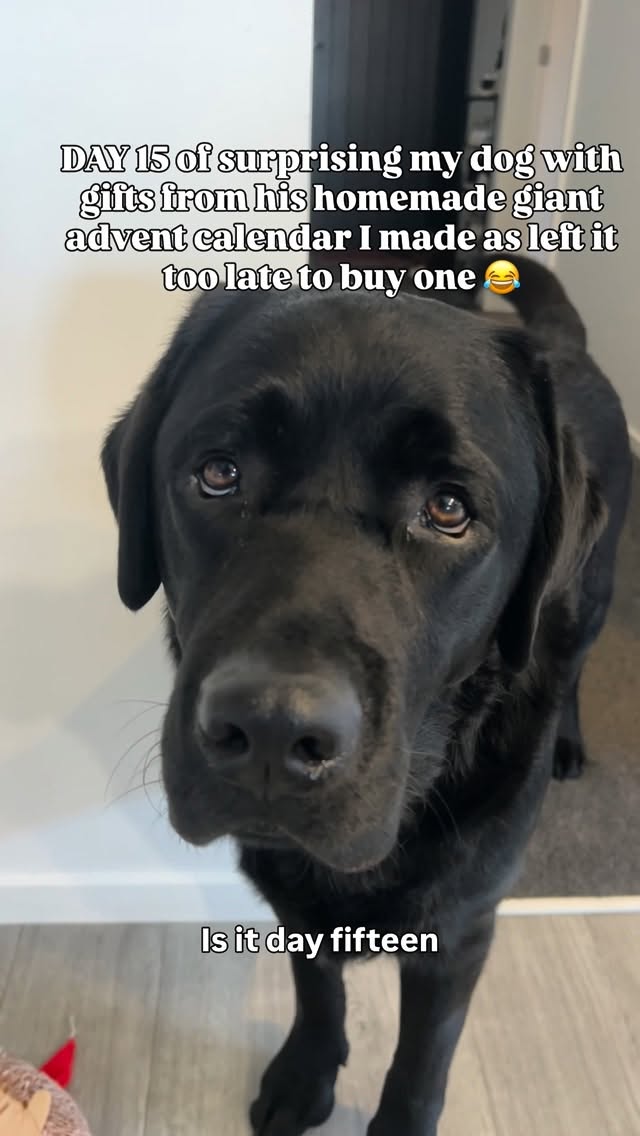 Instagram post by @soffle_the_labrador for WeRateDogs. Caption reads: Didn’t quite go to plans 🦈 😂 but I loveds it,....