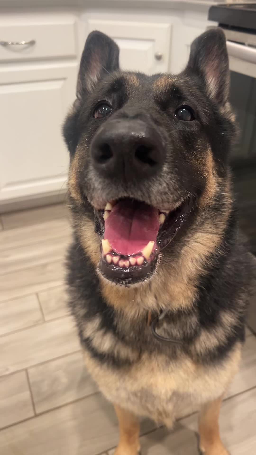 TikTok post by @logannthegsd for Dog Is Human. Caption reads: [...] be delicious #gsd #germanshepherd....