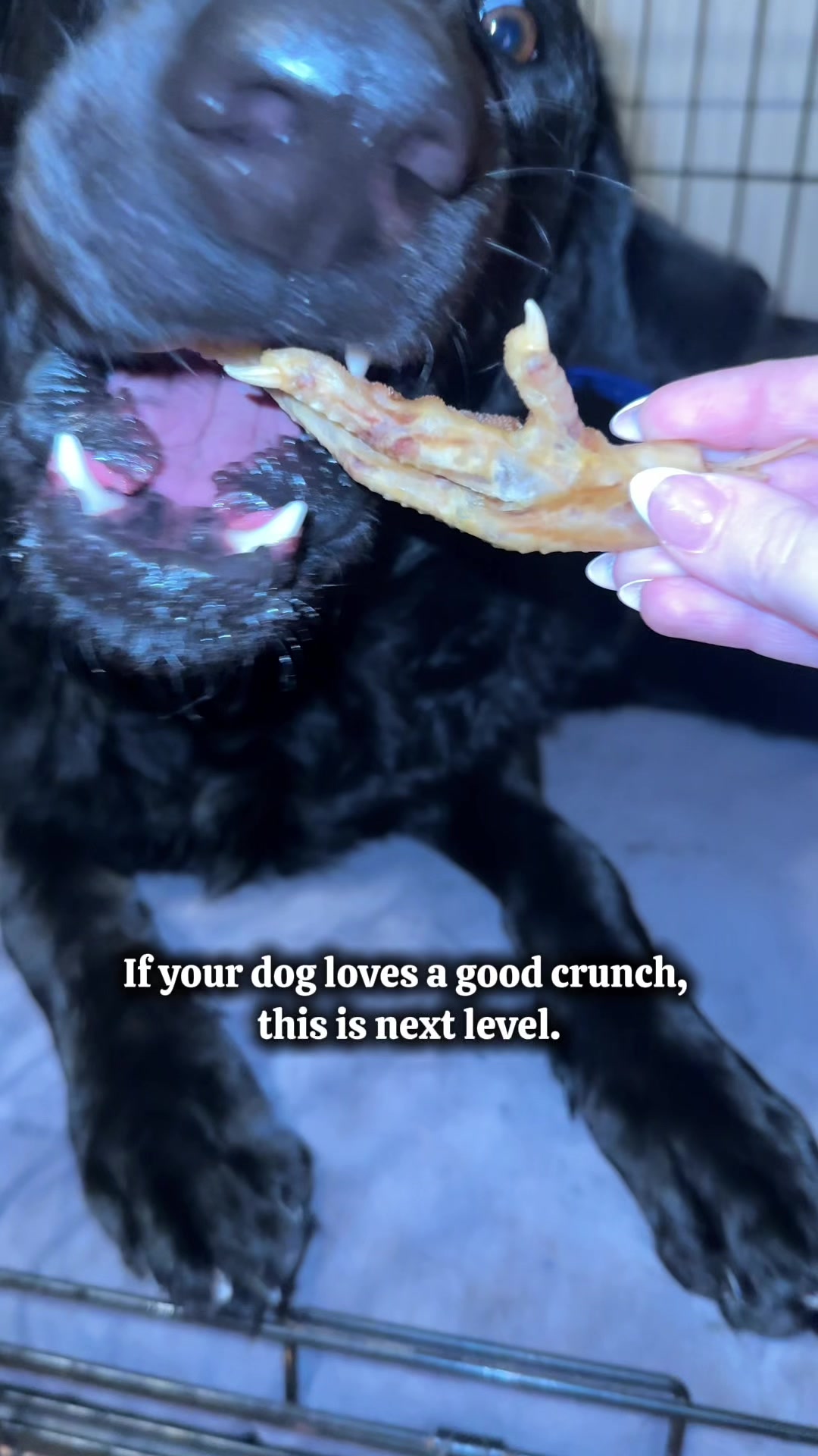 TikTok post by @michelleandherpups for King Lou. Caption reads: [...] to take care of your dogs teeth!! @King Lou....
