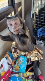 Instagram post by @askmsmonkey for Kellogg's. Caption reads: We are #ontheroad again and #foodie Sasha is....