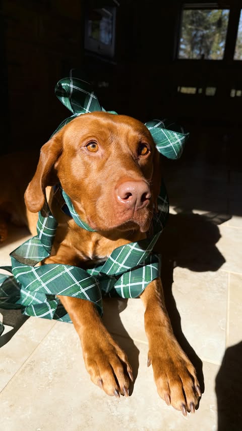 Instagram post by @rushingtothekitchen for Caraway Home. Caption reads: Comment GIFT and I’ll send the link to everything!....