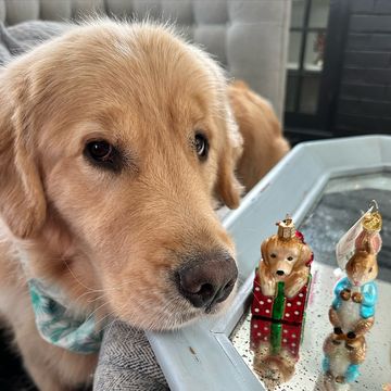 Instagram post by @honeybearhenry for Old World Christmas. Caption reads: Deez our new ornaments that @oldworldchristmas....