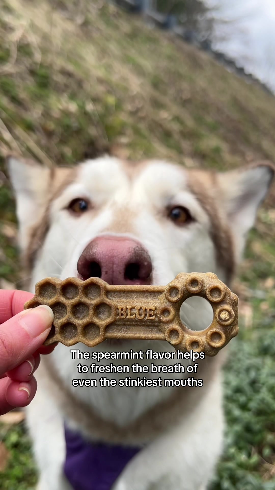 TikTok post by @pippathecav for blue buffalo. Caption reads: #Ad Rumor has it Moose’s stank breath is still....