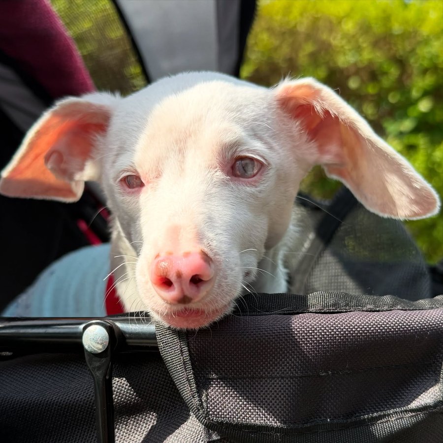 Instagram post by @pinkpigletpuppy for Bonfire. Caption reads: Deafblind brothers Piglet and Georgie along with....