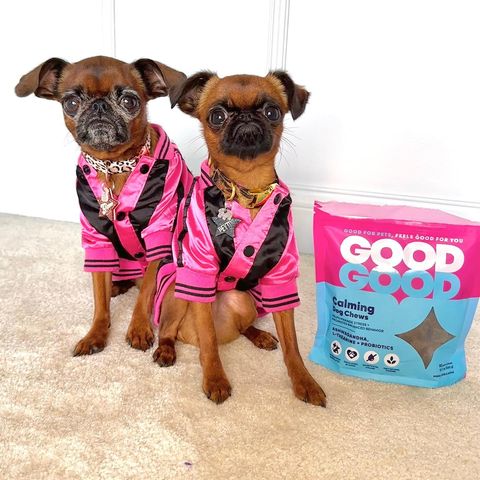 Instagram post by @gizmo_and_peyton for Good Good Golf. Caption reads: If you have pups with anxiety, these @goodgood....