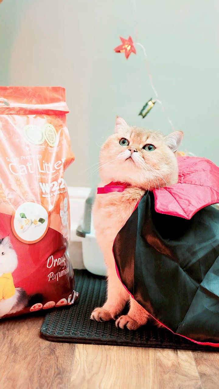 Instagram post by @golden.cheeks.cat for VanCatUK. Caption reads: 🎃 Break ‘The Curse of the Stinky Litter....