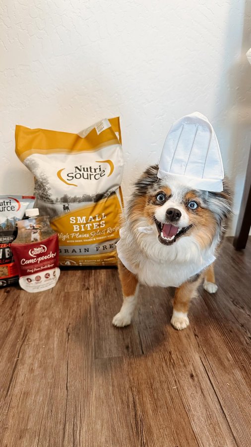 Instagram post by @chaoswithkoda for NutriSource Pet Foods. Caption reads: Chef Koda knows what’s up 🤤 

• Kibble, food....