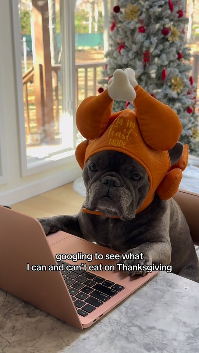 Instagram post by @winstonthefrenchiee_ for Petco. Caption reads: 🦃 Thanksgiving foods are tasty! But we have to....