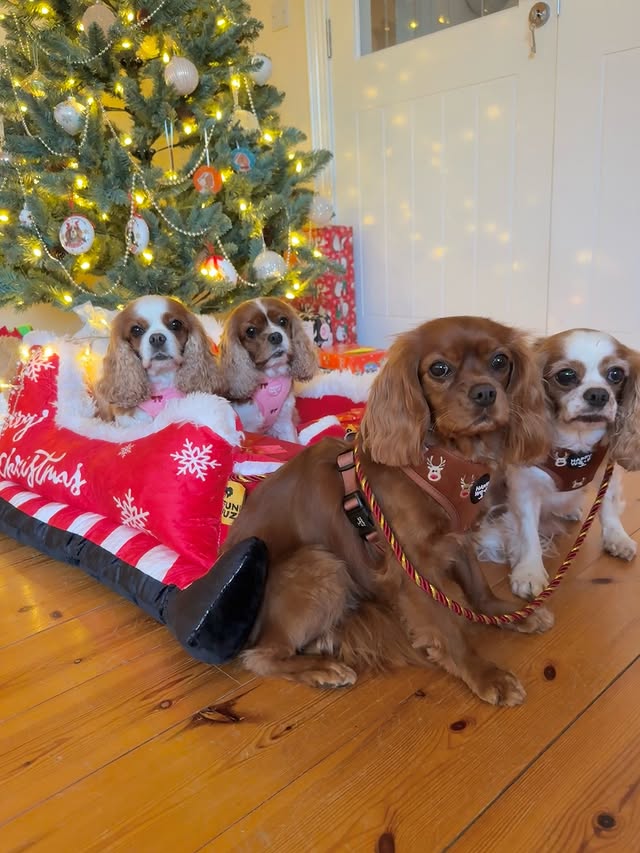 Instagram post by @blenheimcavs for FunnyFuzzy. Caption reads: Dasher and Dancer and Prancer and Vixen, Comet and....