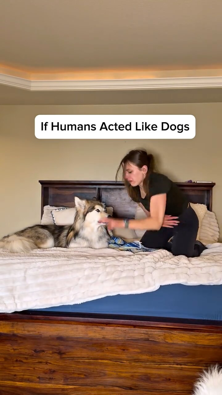 Instagram post by @duke.the.malamute for Darwin's Natural Pet Products. Caption reads: No hate, guys — this is just a funny video based....