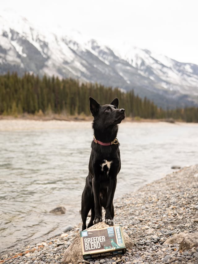 Instagram post by @the_prairie_paws for BIG COUNTRY RAW. Caption reads: [...] miles you put in together. 🌲🐾 

Big....