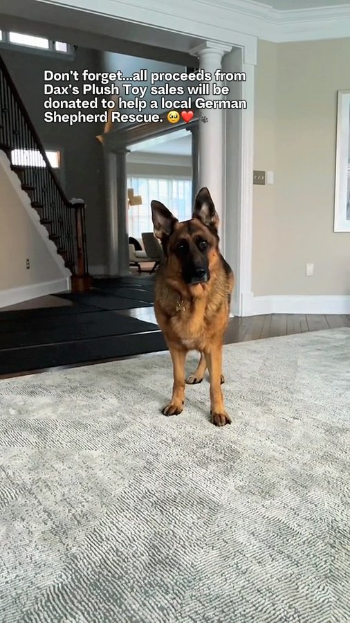 Instagram post by @lifeofdaxshepherd for gimmeswag. Caption reads: [...] Toy today! 🐾

—
We’re partnering with....