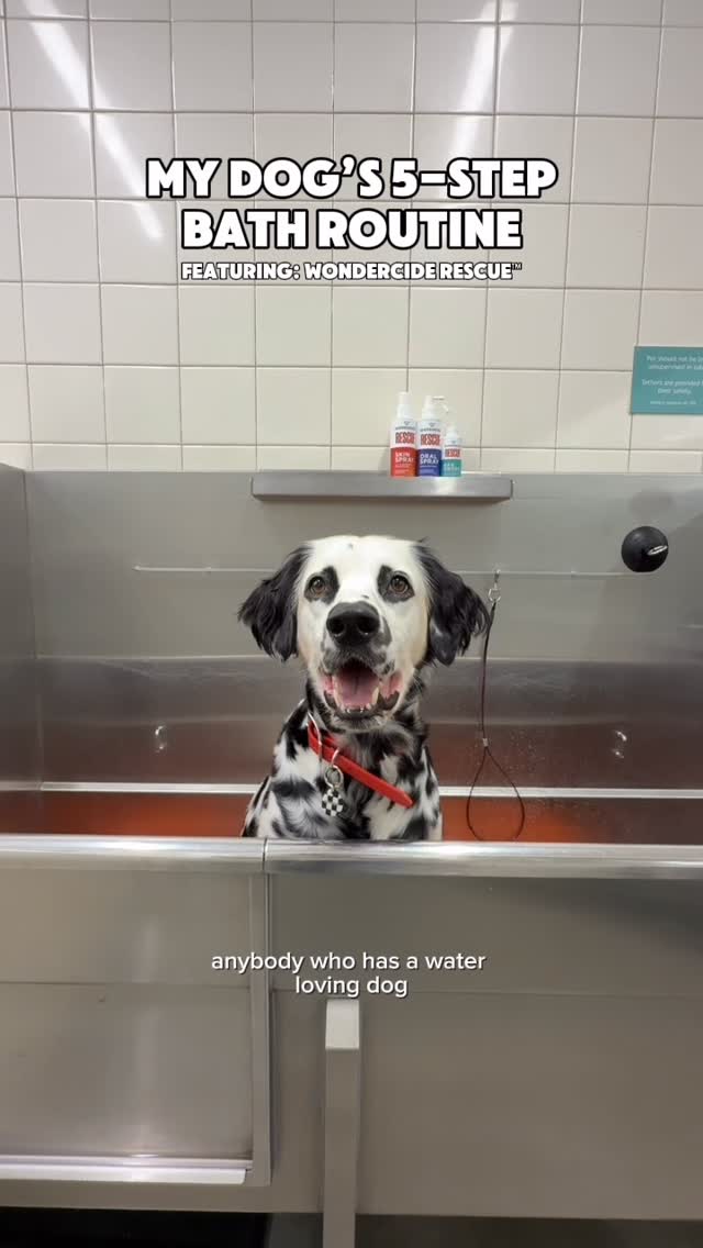 Instagram post by @ryderdalmatian for Wondercide. Caption reads: [...] Shampoo 2: Condition 3: Blow Dry 4:....