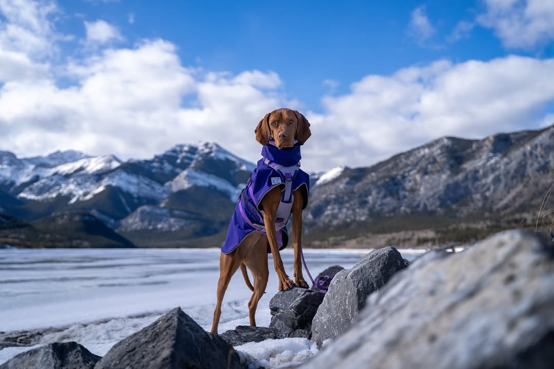 Instagram post by @milliethevizslacanada for Voyagers K9 Apparel. Caption reads: [...] Vizsla Rain Jacket by @voyagersk9apparel....