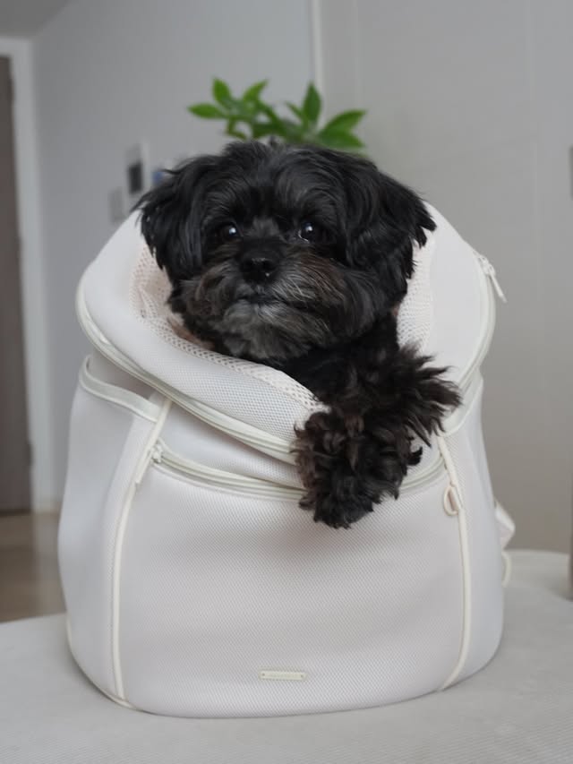 Instagram post by @kjro_86 for monchéri. Caption reads: @moncheri.dog さんの 軽量メッシュ巾着リュック🌸....