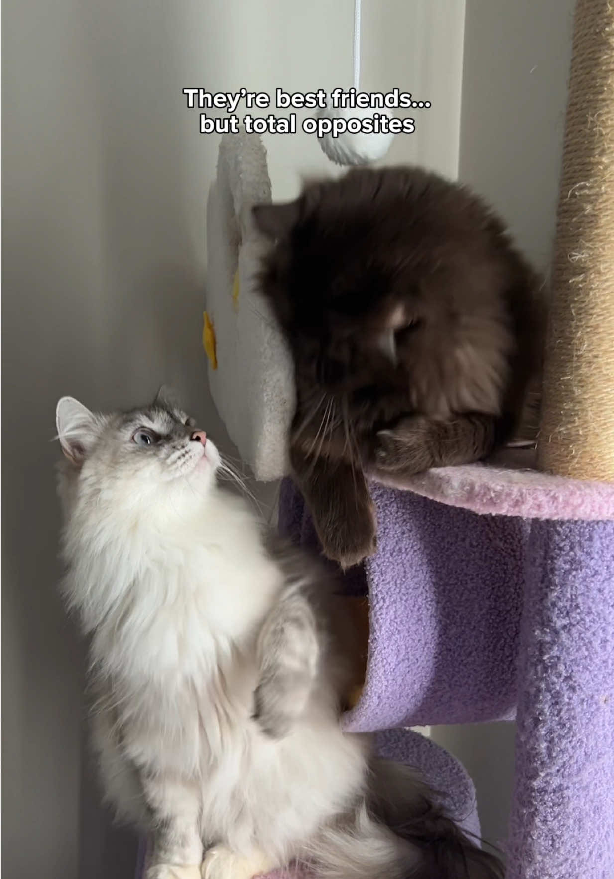 TikTok post by @freyathesiberian for Wellness Pet Food. Caption reads: [...] yours @Amazon or our 🔗 in bio ❤️....