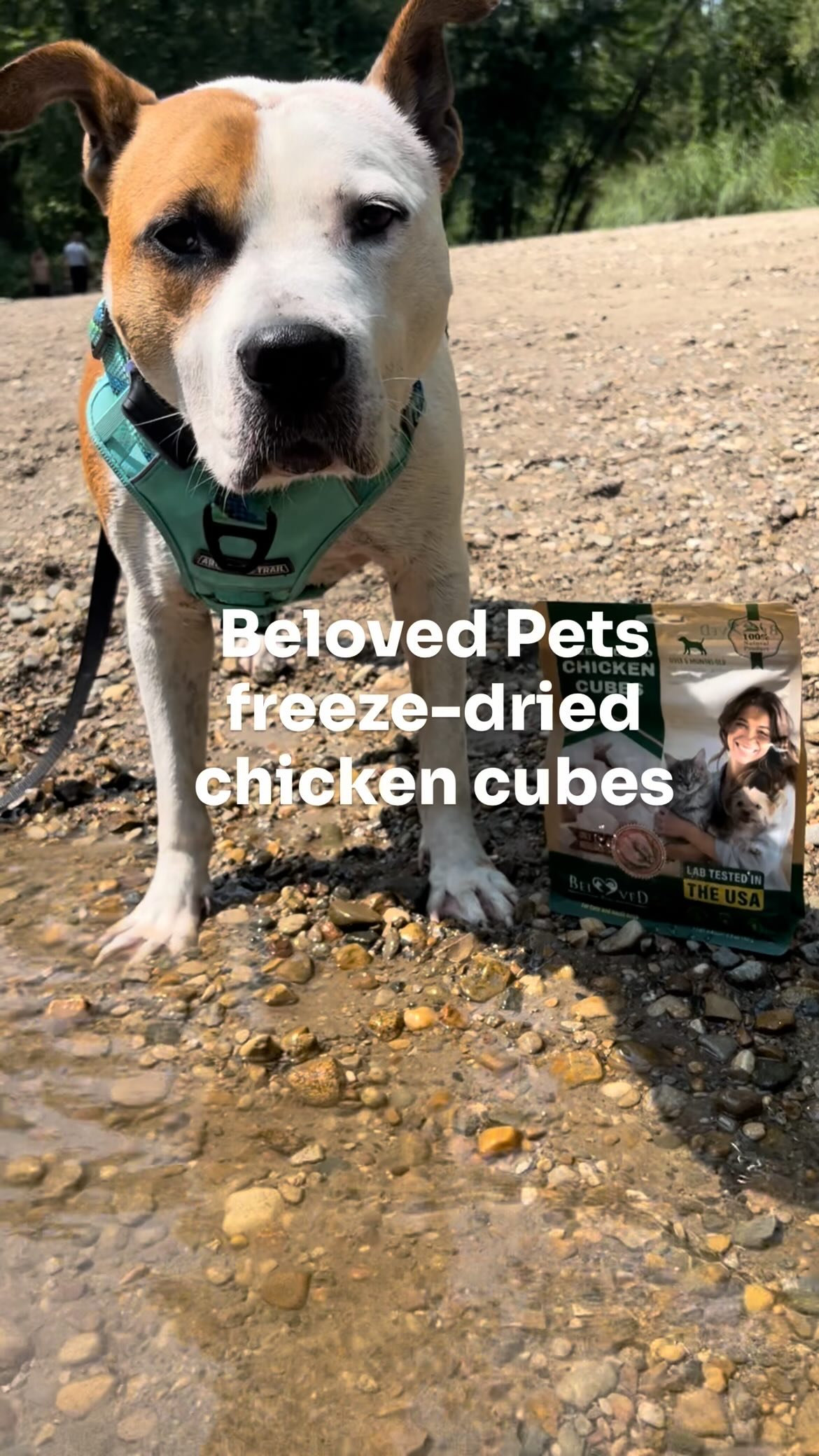 Instagram post by @coffeedreamsandmilkbonewishes for Beloved Pets. Caption reads: 🐾🍗🐾🍗

🎒 River walk = major snack break....