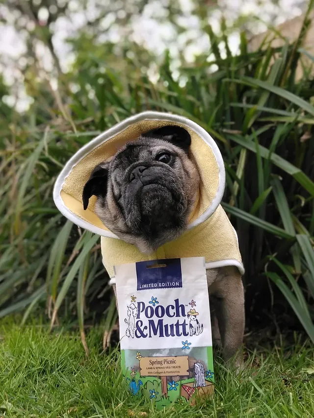 Instagram post by @lilrascalpug for Pooch and Mutt. Caption reads: [...] . 💛 Spring Picnic Lamb & Veg Treats....