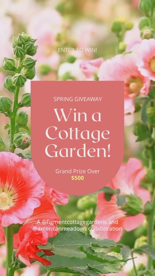 Instagram post by @figmentcottagegardens for American Meadows. Caption reads: [...] over 💰 $500! 💰 I partnered with....