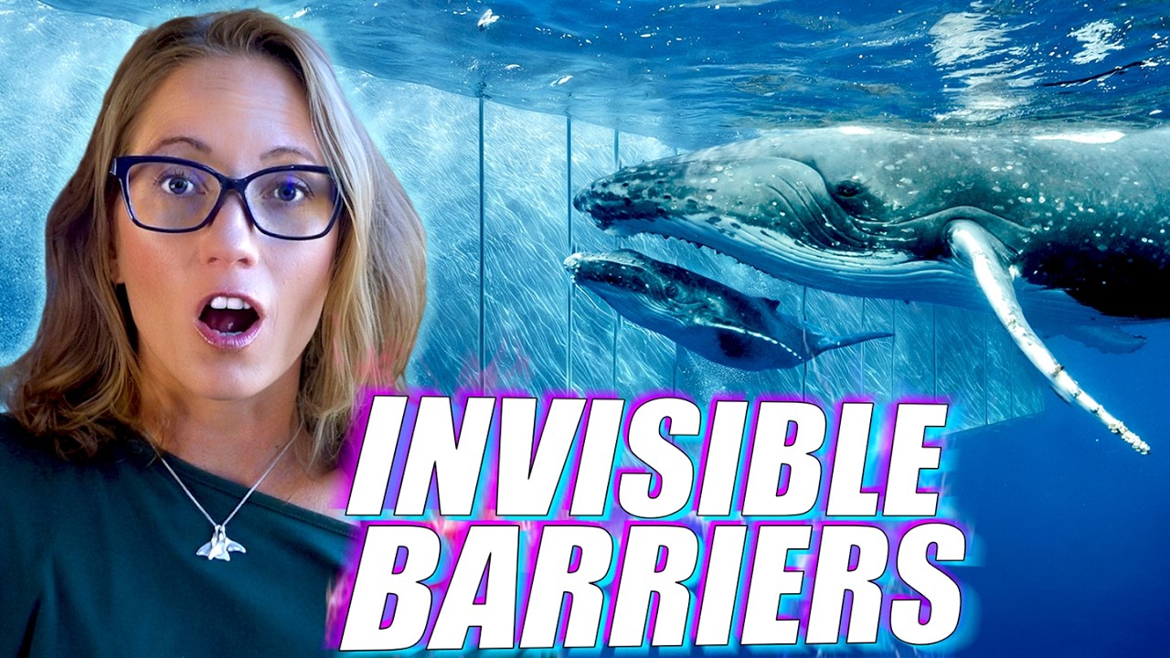 YouTube post by @KPassionate for Adobe. Caption reads: Invisible Barriers in the Ocean That Animals....