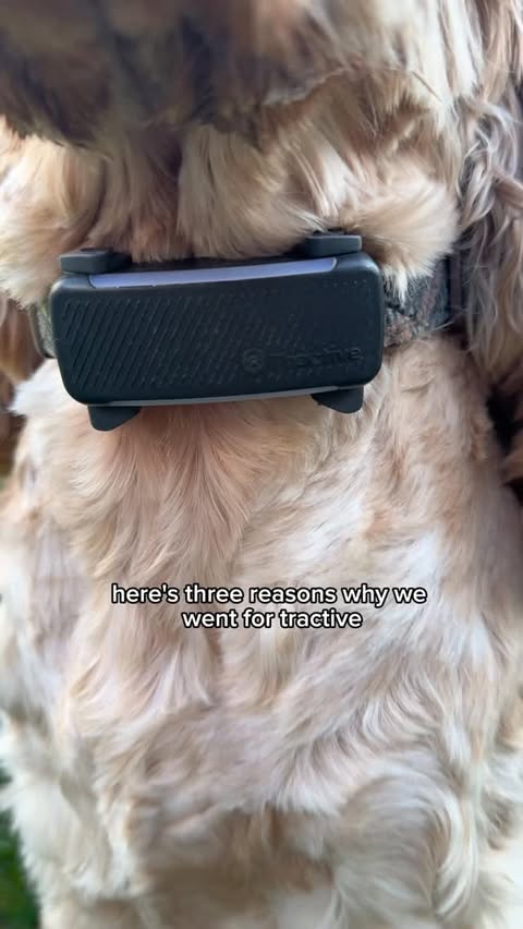 Instagram post by @tobysunbeam for Tractive. Caption reads: My peace of mind🤍 Tractive is by far one of the....
