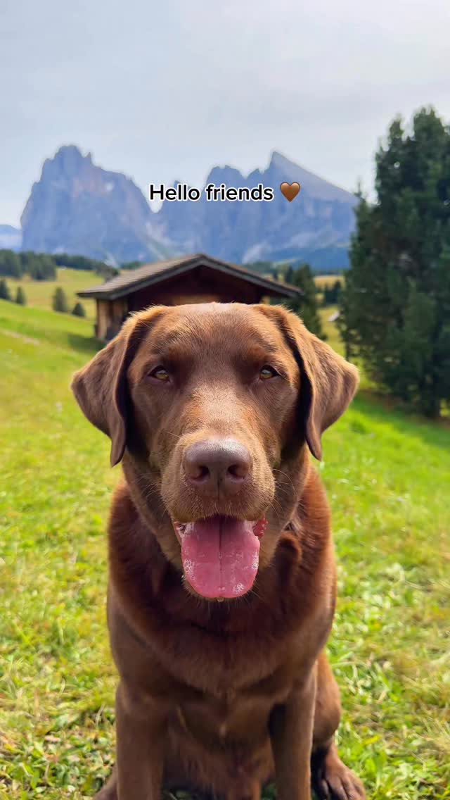 Instagram post by @hectorthechocolabo for Rosetta Stone. Caption reads: Where are you from in the world? 🌍🗺️🤎

AD/ We....