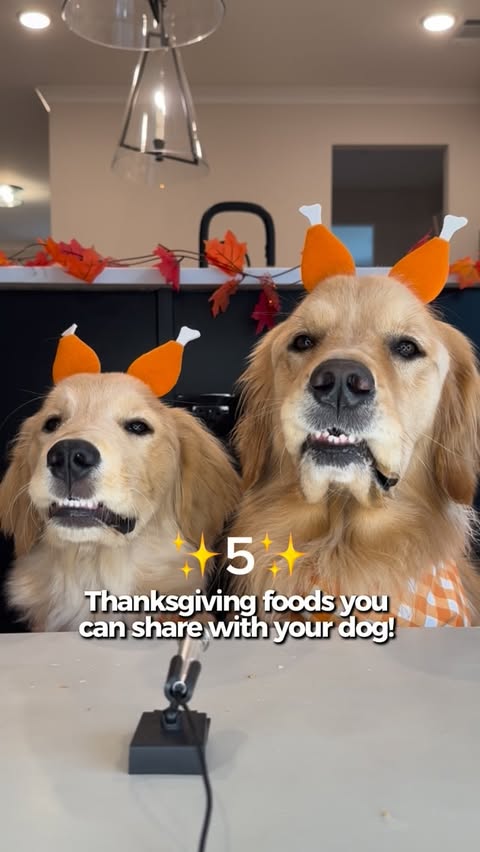 Instagram post by an influencer for VEG (Veterinary Emergency Group). Caption reads: Wondering which Thanksgiving bites your dog can....