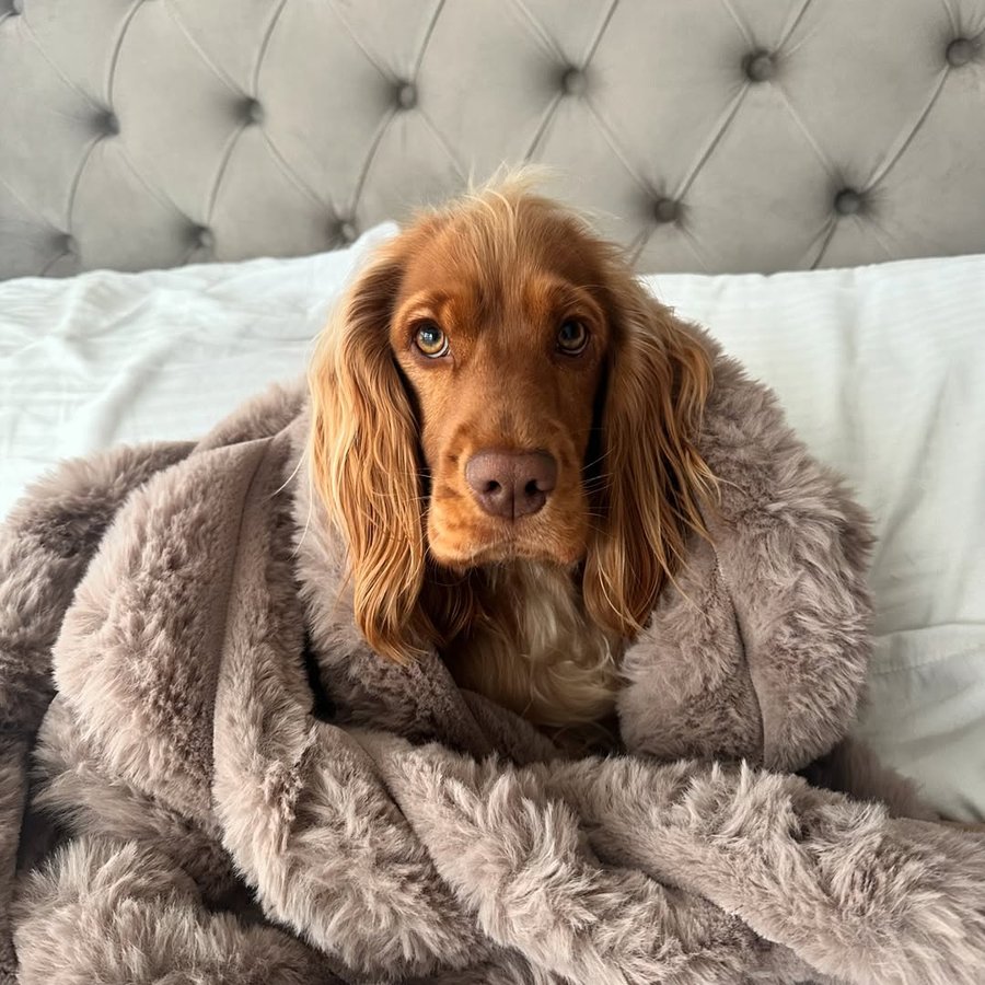 Instagram post by @_little.mellow for Scruffs. Caption reads: [...] the new Aspen blanket from @petslovescruffs....