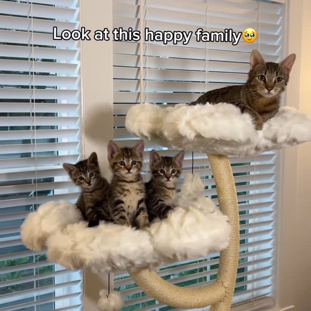 Instagram post by @nibblestherescue for KBSPETS. Caption reads: [...] with this cat tower 🤩 thank you @kbspets....