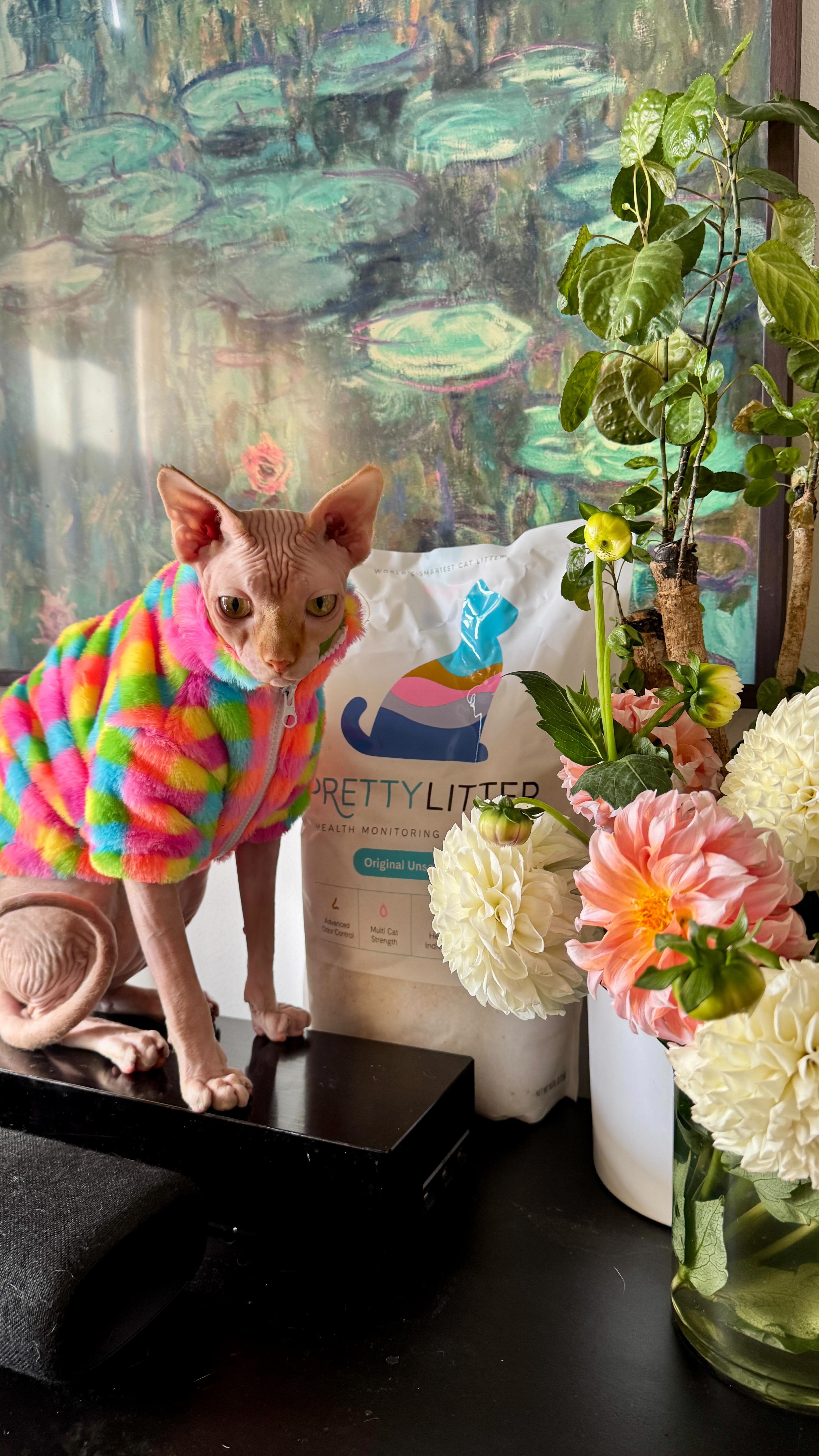 Instagram post by @ongina for PrettyLitter. Caption reads: Proud to say @PrettyLitter is the....