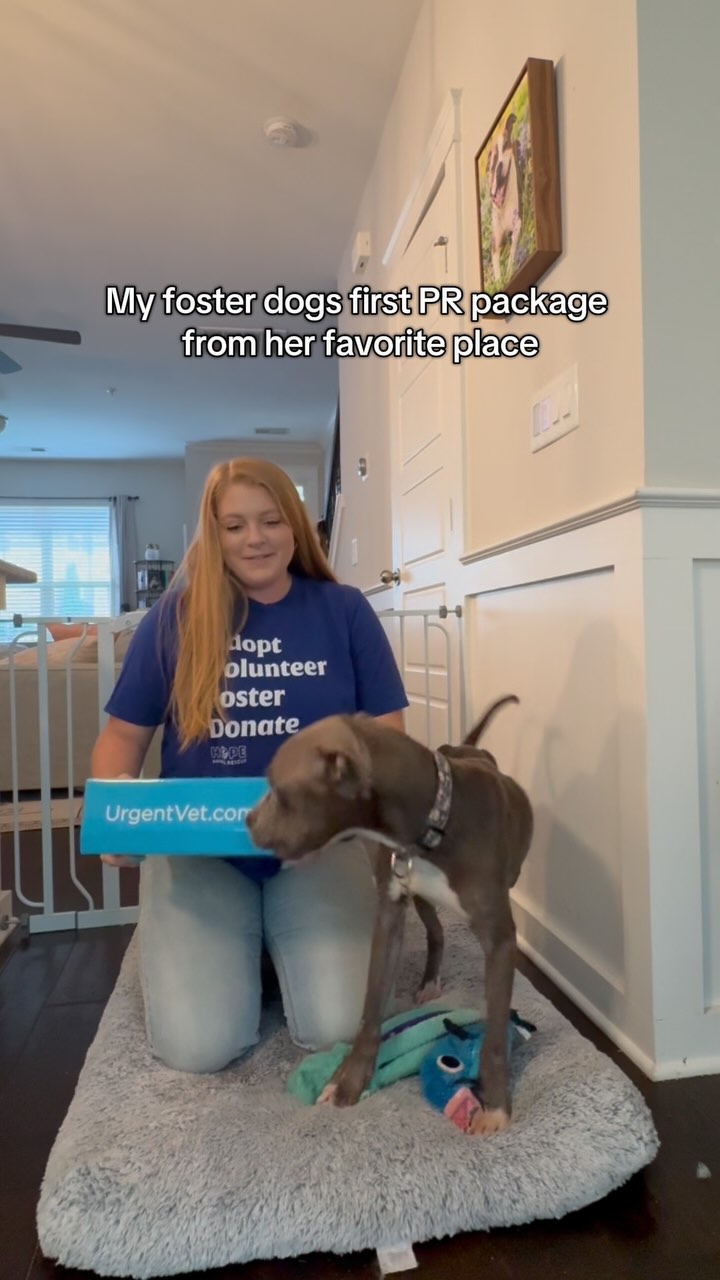 Instagram post by @wally_the_pit for Barked by 9GAG. Caption reads: Good morning from 😈chomps😈 

Thanks for the....