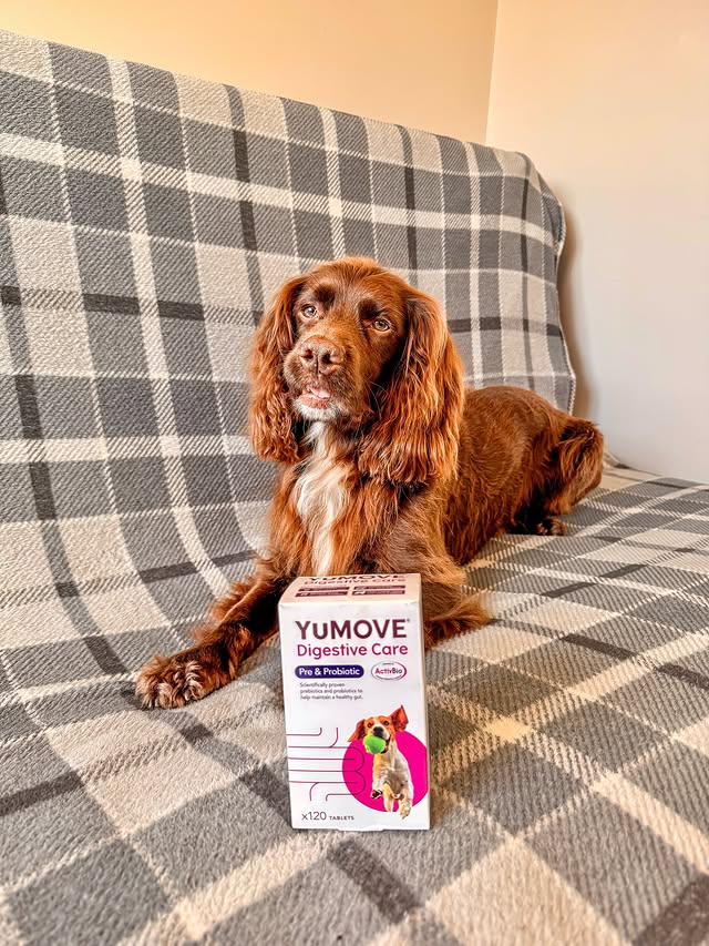 Instagram post by @herbie.werbie for YuMOVE. Caption reads: [...] my tummy is in tip top shape with my....