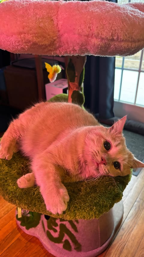 Instagram post by @purrincess_peaches for Happy & Polly. Caption reads: Please enjoy this video of me absolutely losing my....