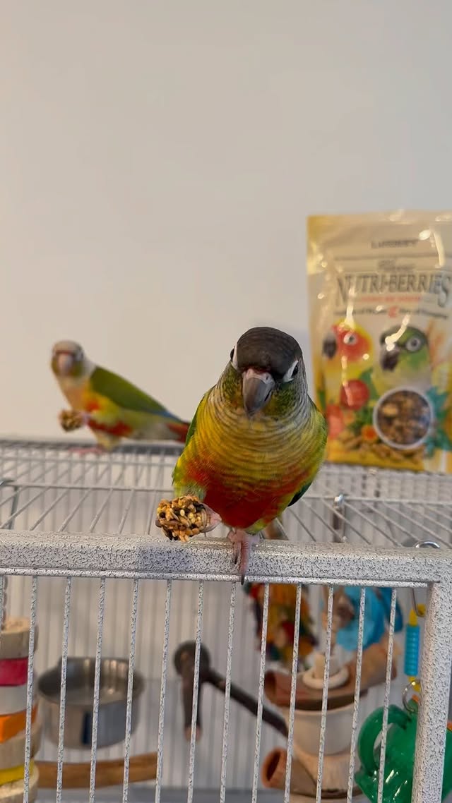 Instagram post by @ashlie.ziggy.milo for Lafeber Pet Birds. Caption reads: You know we always get one of the @nutriberries of....