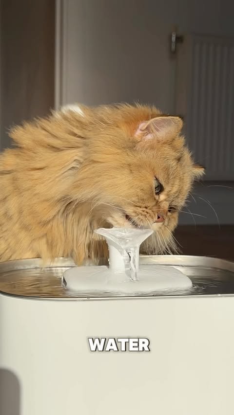 Instagram post by @theozziechronicles for PETLIBRO. Caption reads: [...] now 👏🏼💦 The water intake feature on....