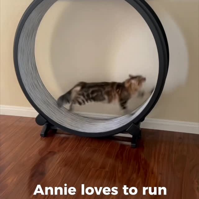 Instagram post by @thetwocrazycatladies for One Fast Cat. Caption reads: This cat wheel has been a god-send in our home.....