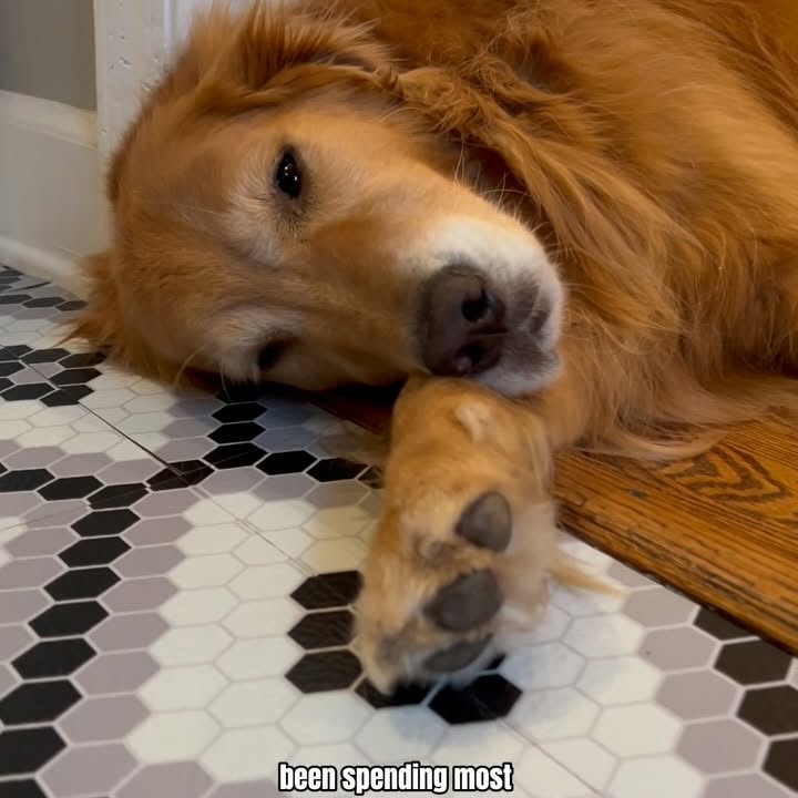 Instagram post by @sundaythegoldenretriever for Darwin's Natural Pet Products. Caption reads: Feed your dog on time to prevent the “talkies”....