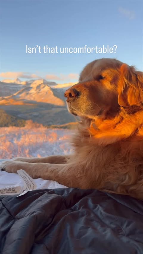 Instagram post by @andrew__muse for Ford Bronco. Caption reads: Winter camping with your dog? Spent an early....
