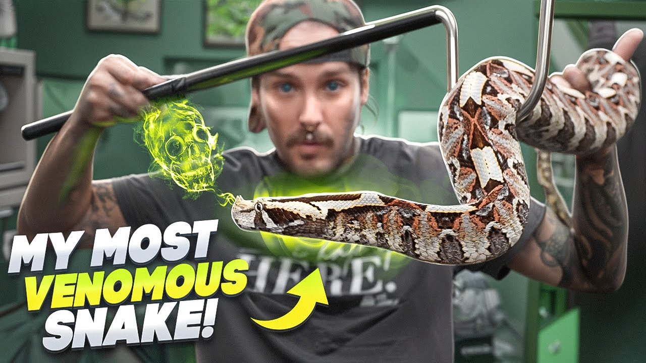 YouTube post by @TylerNolan for Eternal Ink. Caption reads: The MOST VENOMOUS Snake I have!🥵.