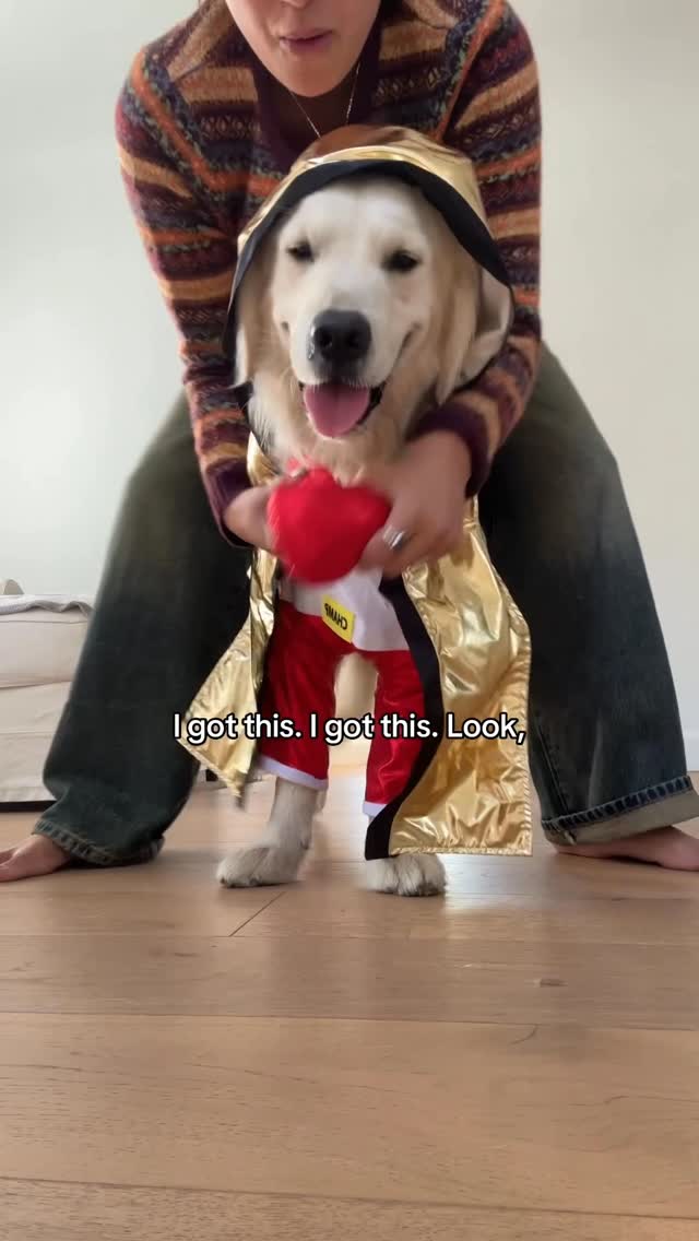 Instagram post by @goldenchilaquil for PetSmart. Caption reads: Beware of the Chinelo Alvarez 🥊🥊💥🎃

@petsmart.