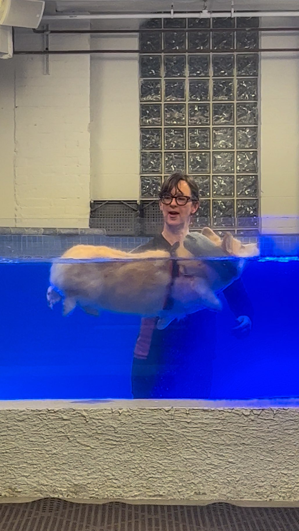 Instagram post by @madmax_fluffyroad for Sundays for Dogs. Caption reads: Maxine’s turning 10, but she’s still faster than....