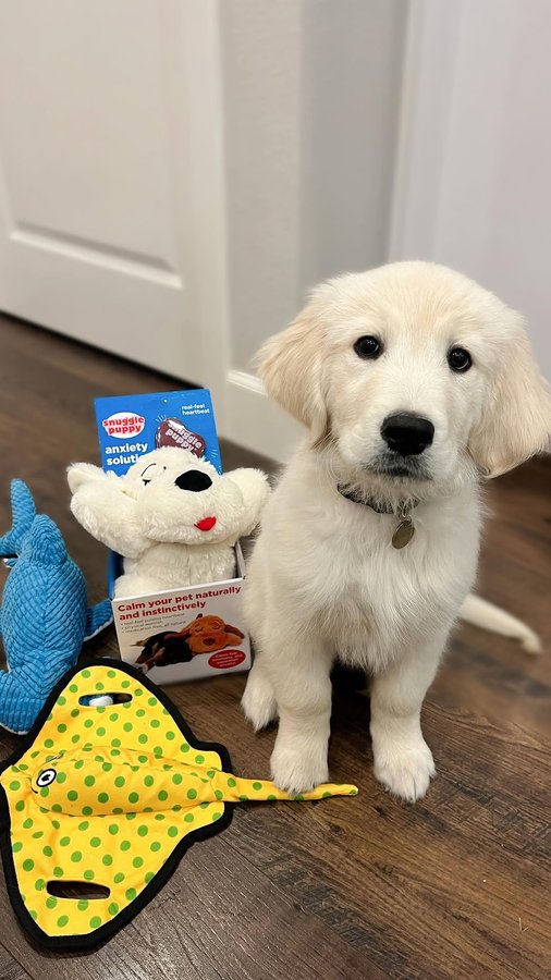 Instagram post by @wallenthegoodboy for Snuggle Puppy. Caption reads: [...] mail with me! 💌 Thanks....