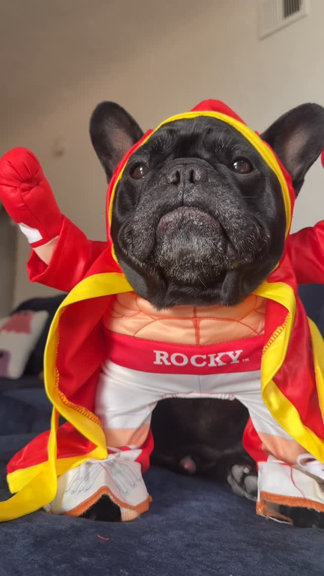 Instagram post by @oatiemeal for Vetnique. Caption reads: WE FOUND IT... 🥊 YuMOVE Advanced Vet Strength Hip....