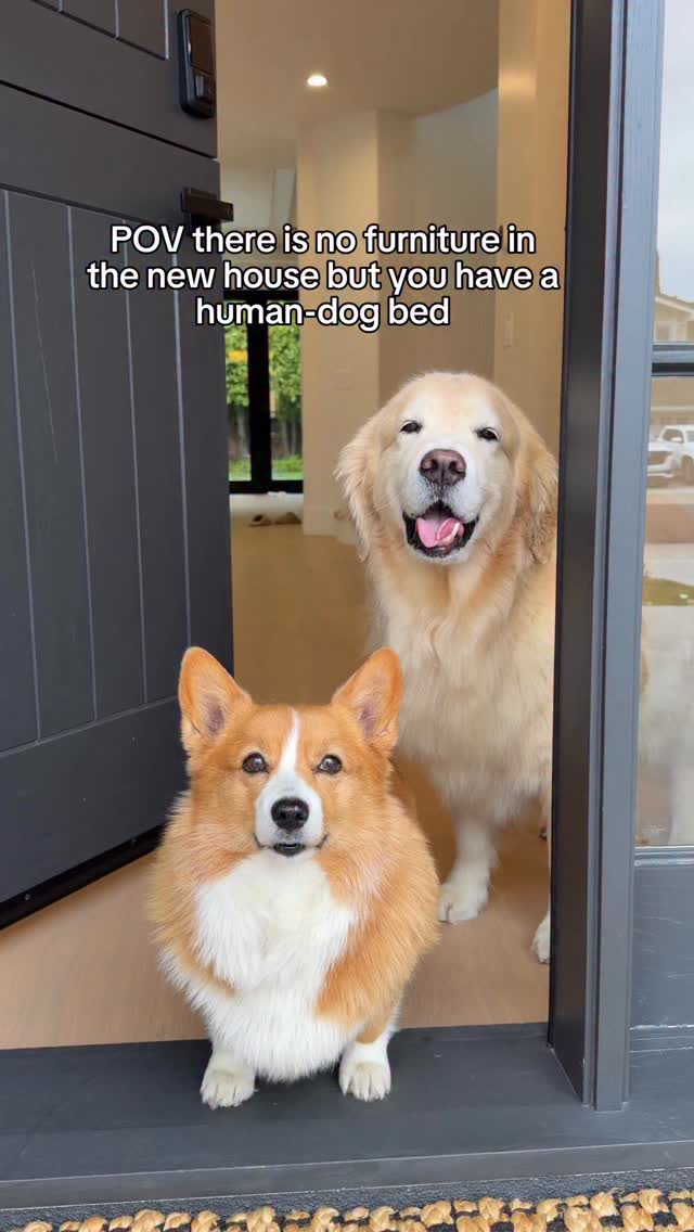 Instagram post by @maui_thegoldenpup for Lesure Pet. Caption reads: Our new house will be empty for a while, but....