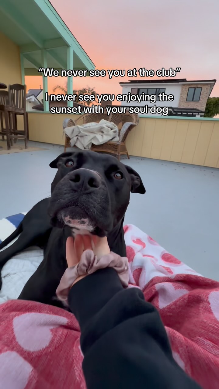 Instagram post by @extrapintobeans for LaCroix Water. Caption reads: Traded shots for sunsets ✨🩷 #dogsofinstagram....