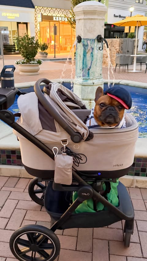 Instagram post by @dunkinthefrenchie for Tavo Pets. Caption reads: This @tavopets stroller has so many things we love....