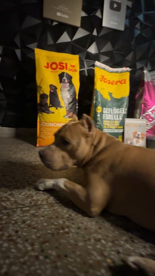 Instagram post by @aman_and_bully for Josera Petfood. Caption reads: Its officially tried and tested🫡 by Bully for his....