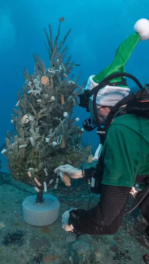 Instagram post by @seaexperience for Scuba Diving. Caption reads: 🎄 Ever seen a Christmas tree underwater?

Santa....