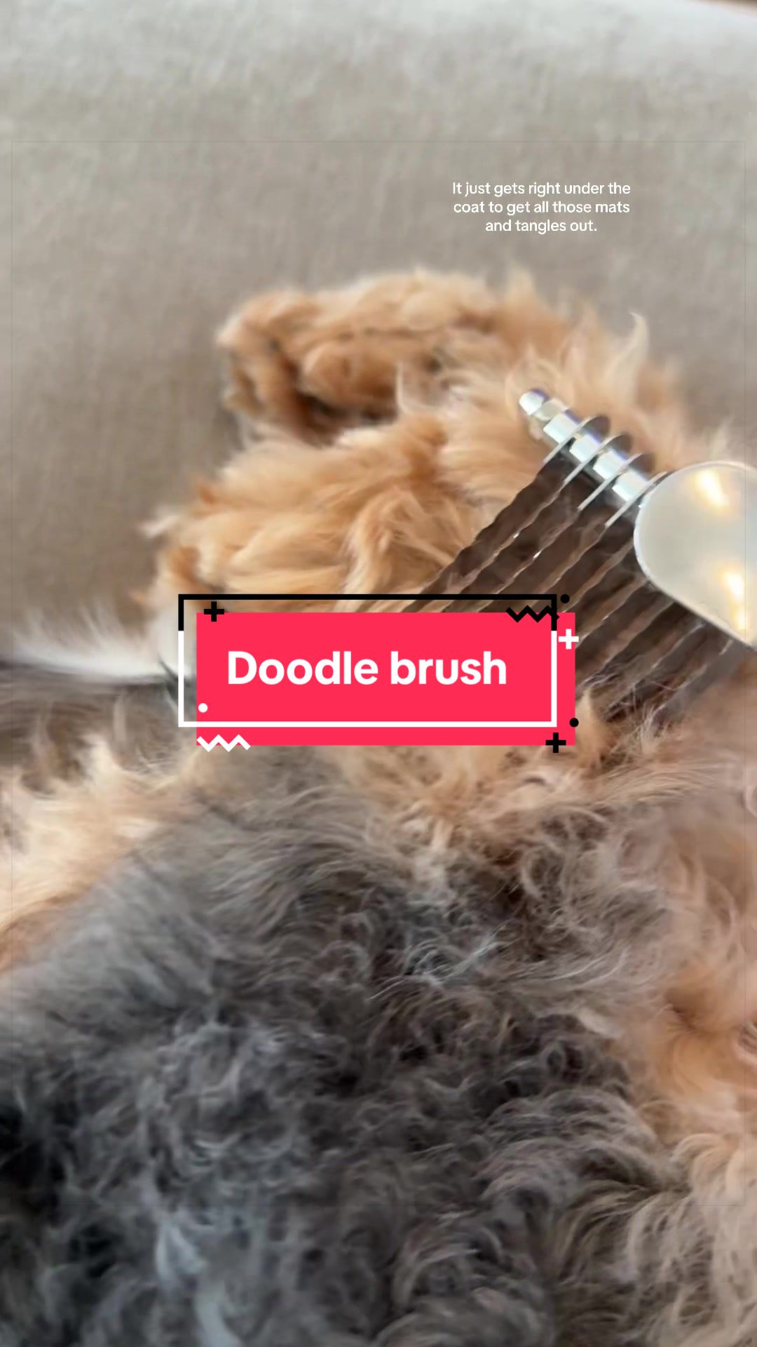 TikTok post by @kimmiller1113 for We Love Doodles. Caption reads: [...] #doodles #dogsoftik #dogbrush....