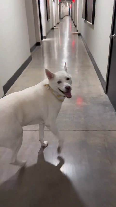 Instagram post by @ohsosona for PetSmart. Caption reads: [...] seeing everywhere? It’s officially at....